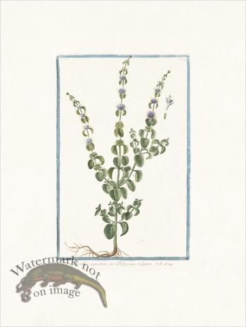 Bonelli 249 Wild mint